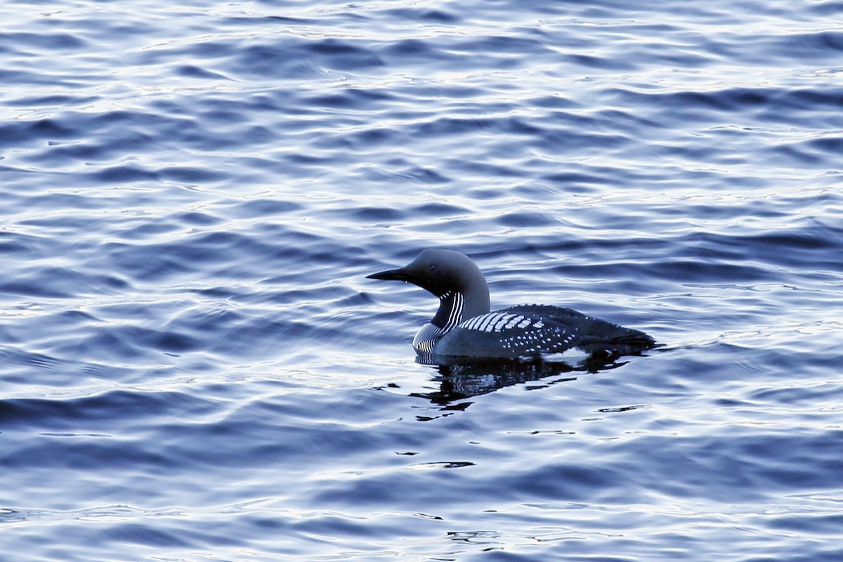 Arctic Loon - ML553819491