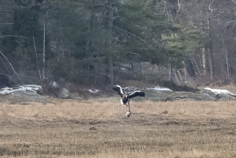 Steller's Sea-Eagle - ML553819891