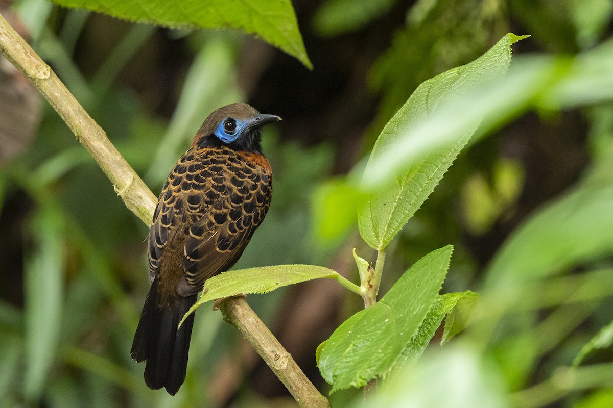 Ocellated Antbird - ML553820201