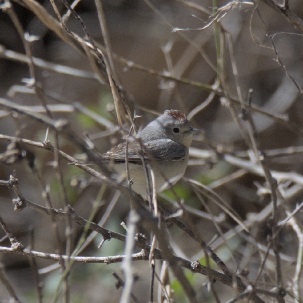 Lucy's Warbler - ML553820711