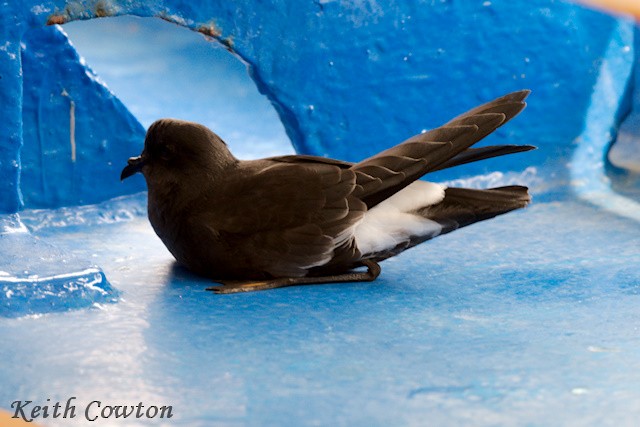 Wilson's Storm-Petrel (Fuegian) - ML553821271
