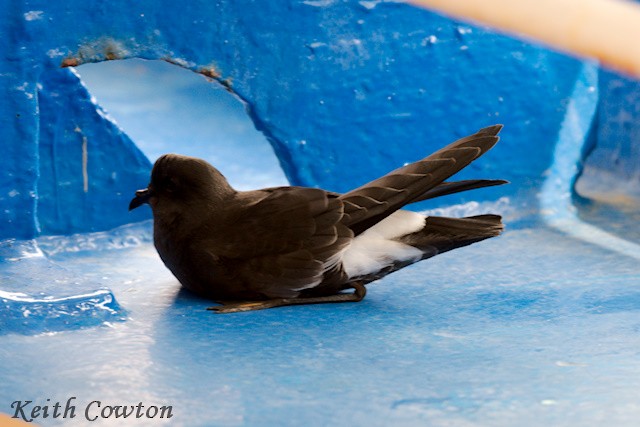 Wilson's Storm-Petrel (Fuegian) - ML553821281