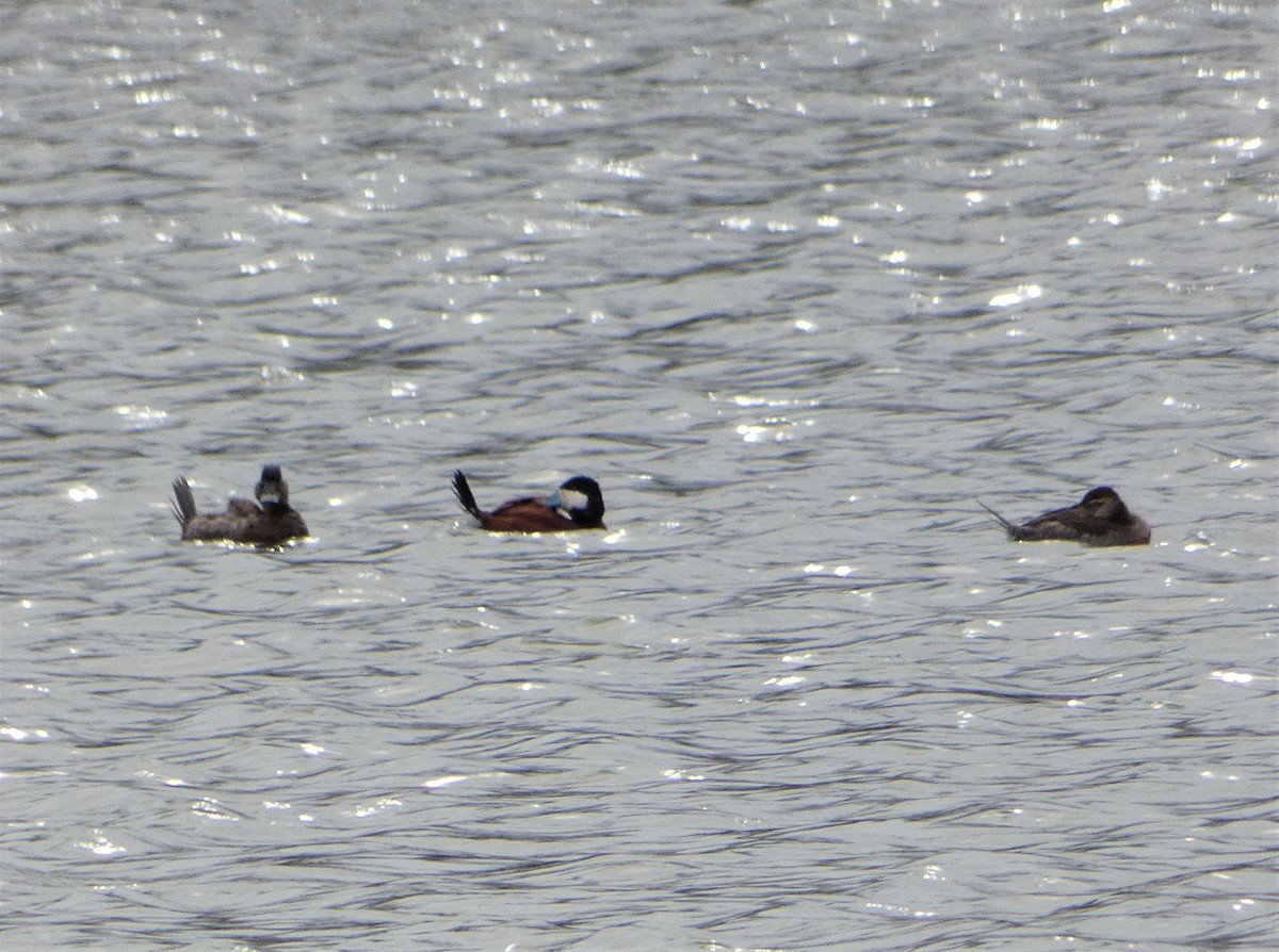 Ruddy Duck - ML553821811