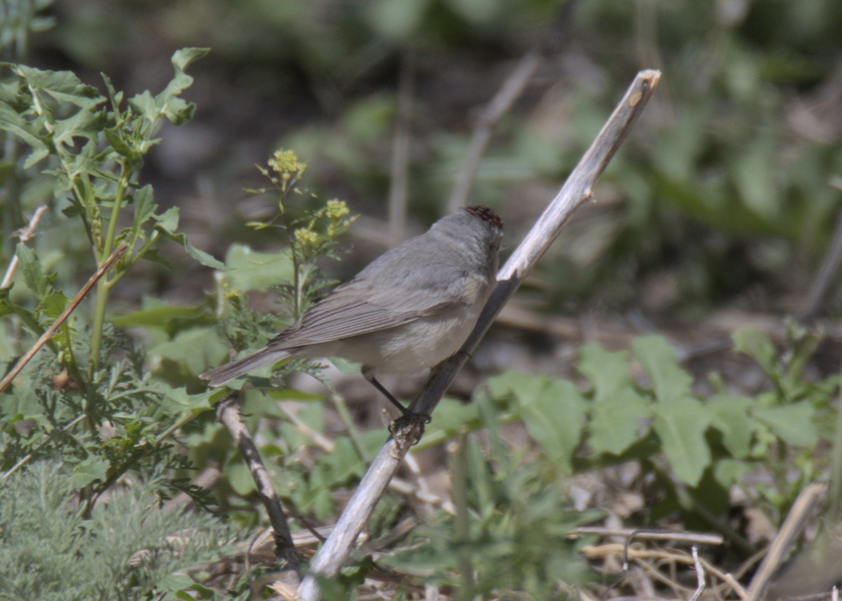 Lucy's Warbler - ML553821941