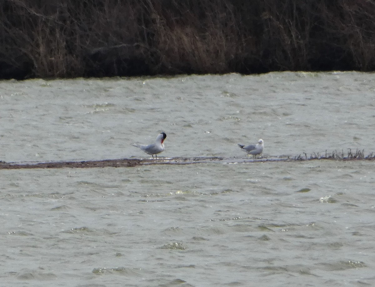 Caspian Tern - ML553821971