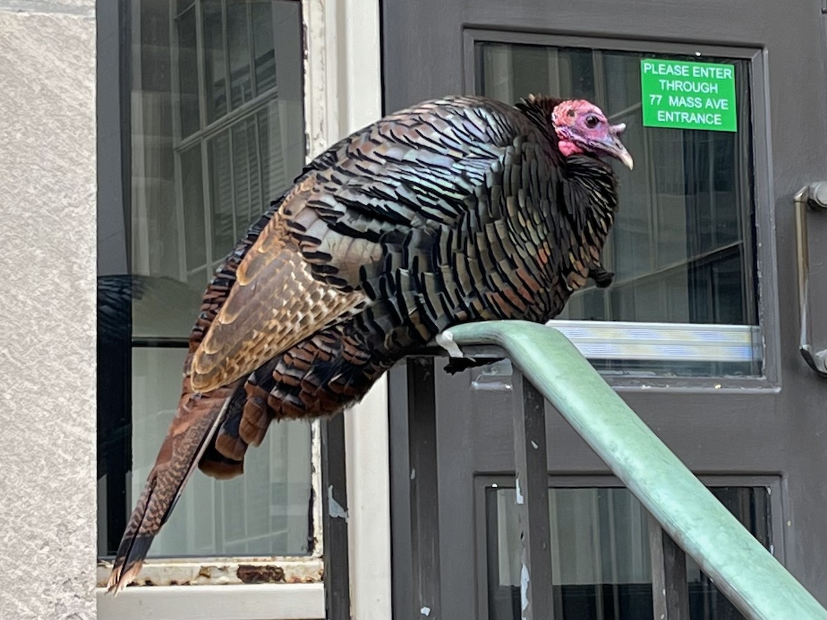 Wild Turkey - ML553822441