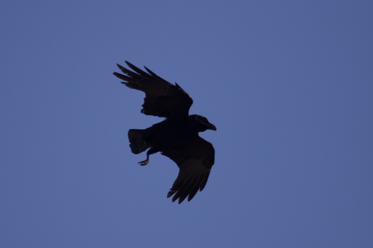 Common Raven - ML553823171