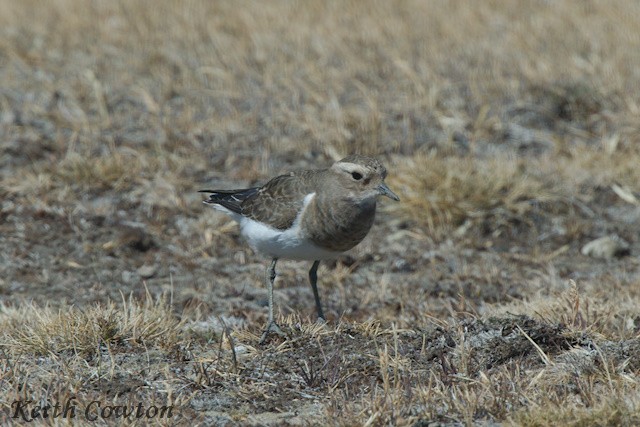Rufous-chested Dotterel - ML553825081
