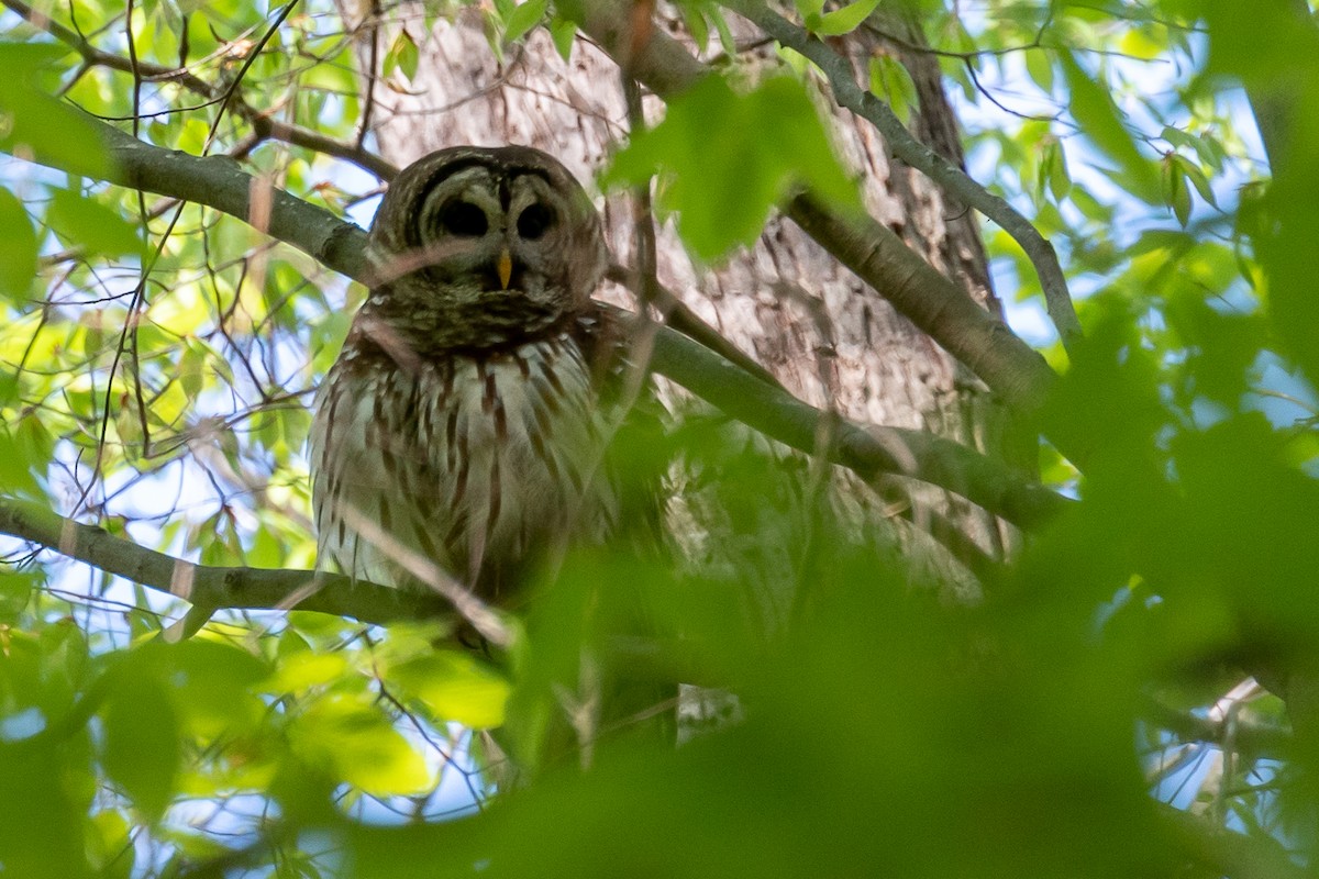 Barred Owl - ML553826041