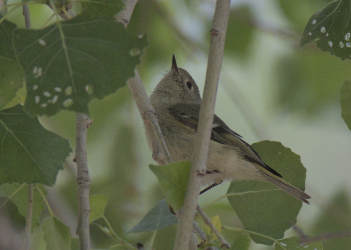 Ruby-crowned Kinglet - ML553826831