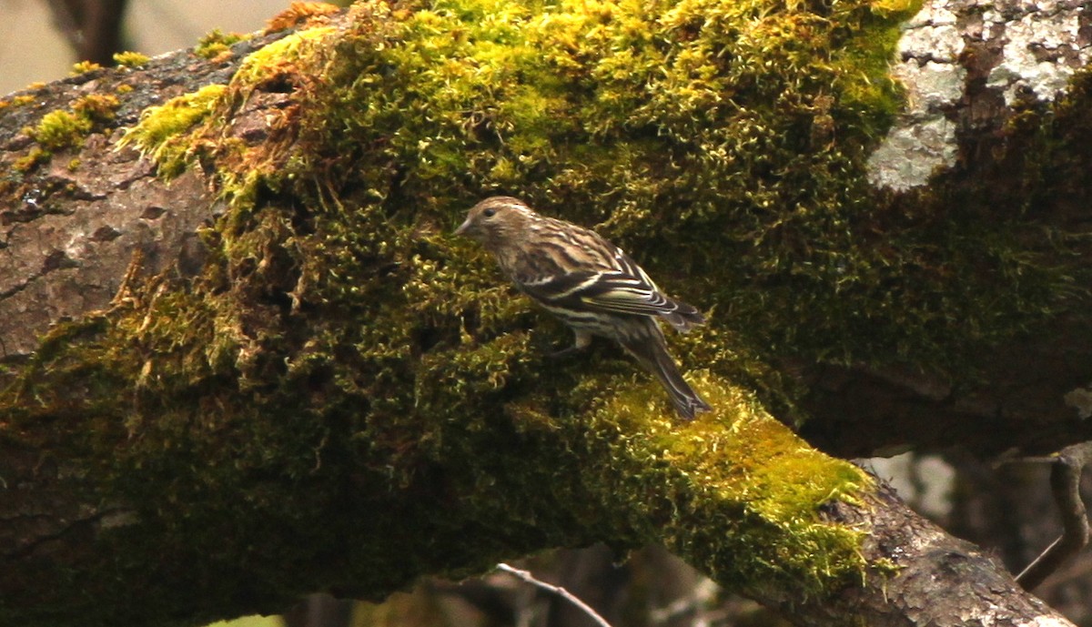 Pine Siskin - ML55382701