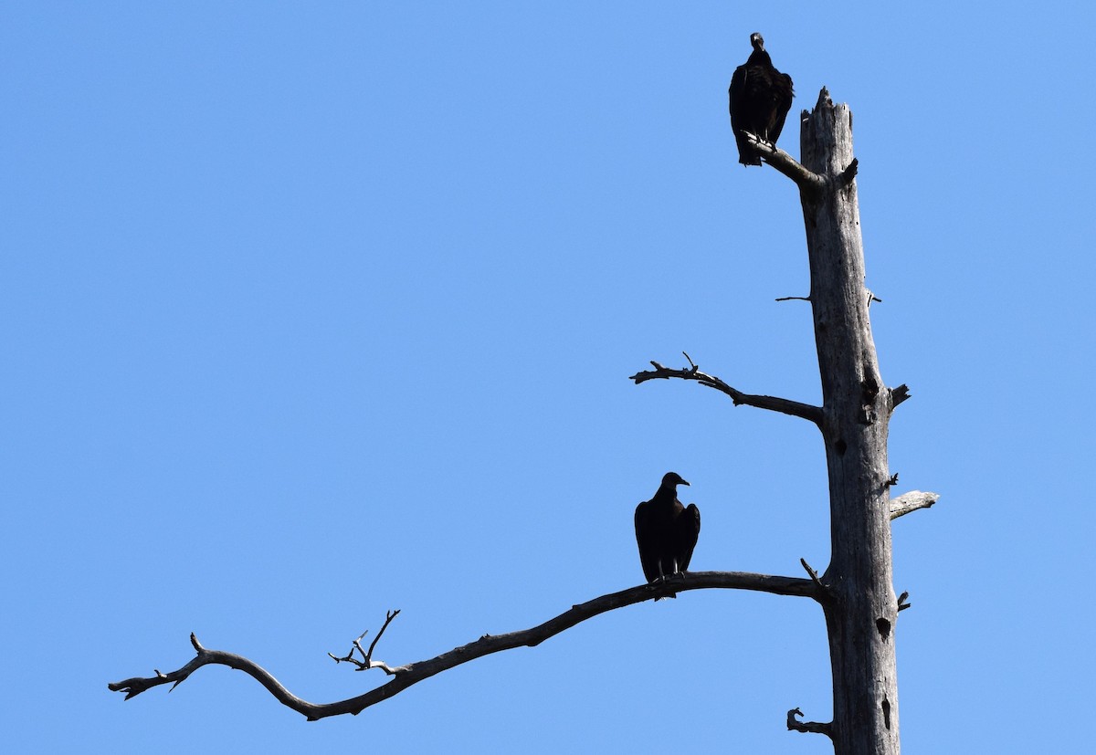 Black Vulture - ML553827731