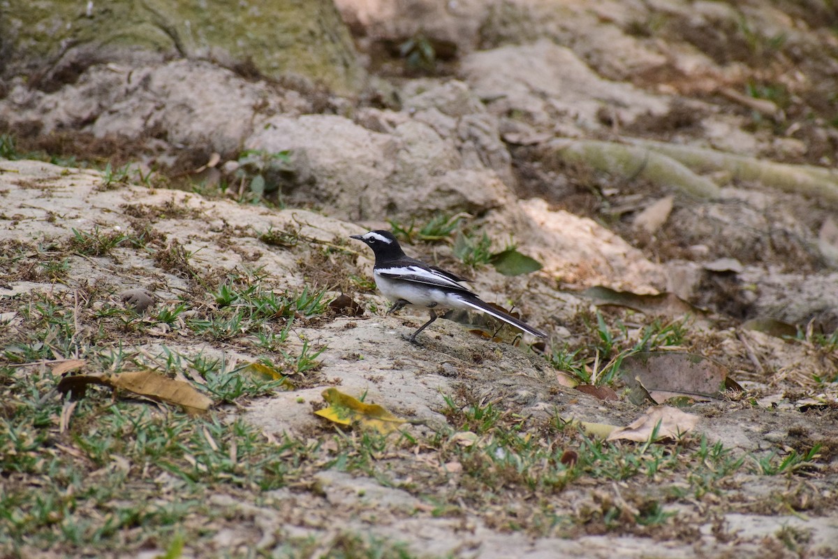 White-browed Wagtail - ML553827741