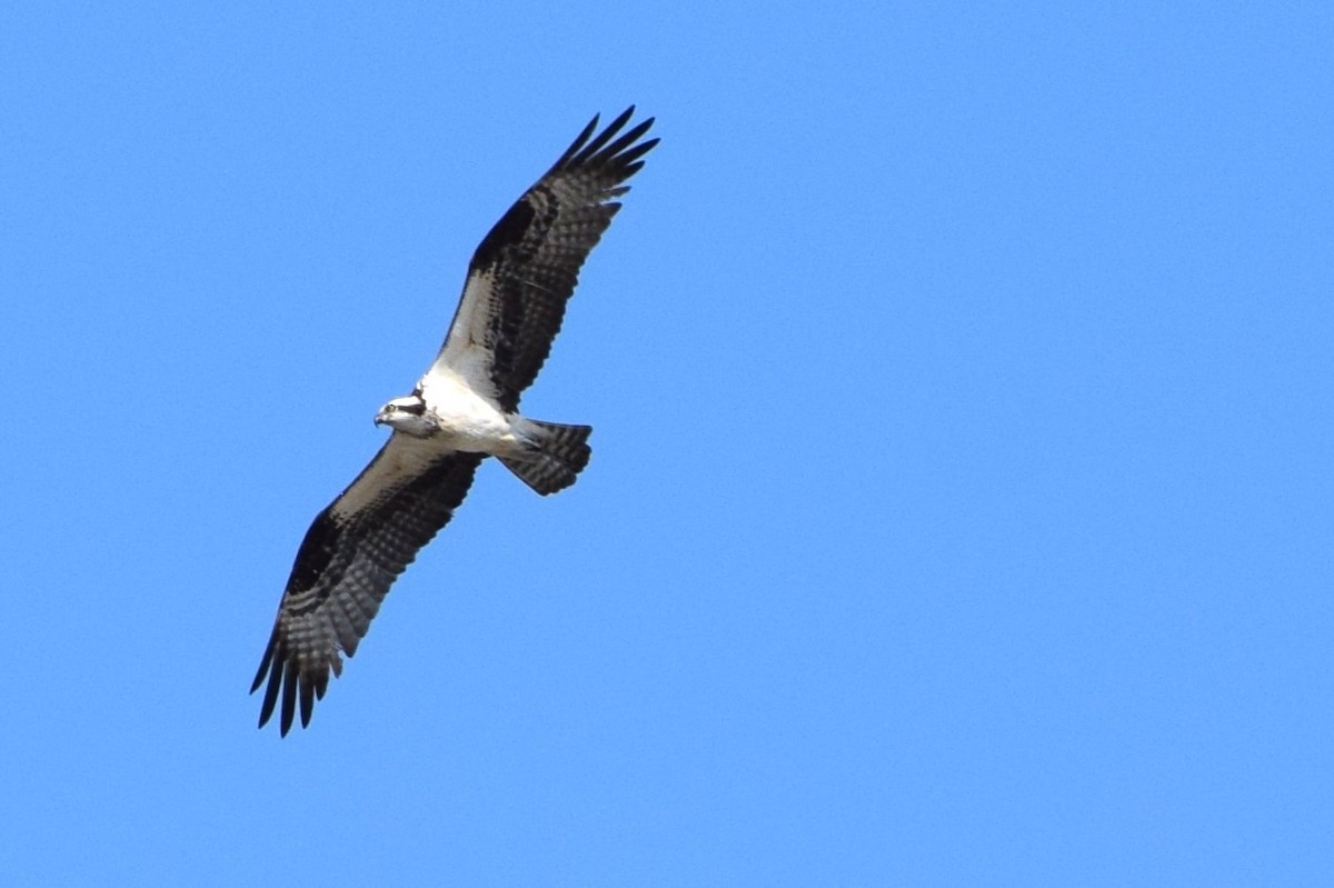 Osprey - ML553827781