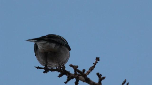 African Chaffinch (African) - ML553828211