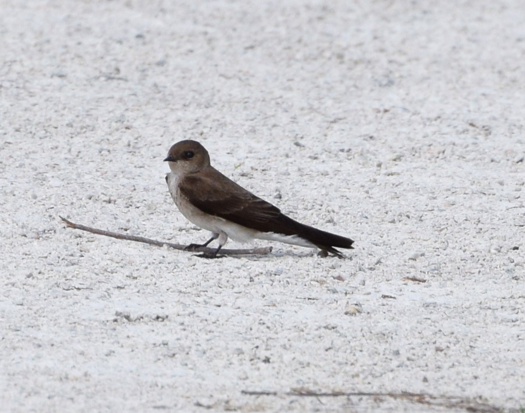Northern Rough-winged Swallow - ML553828321