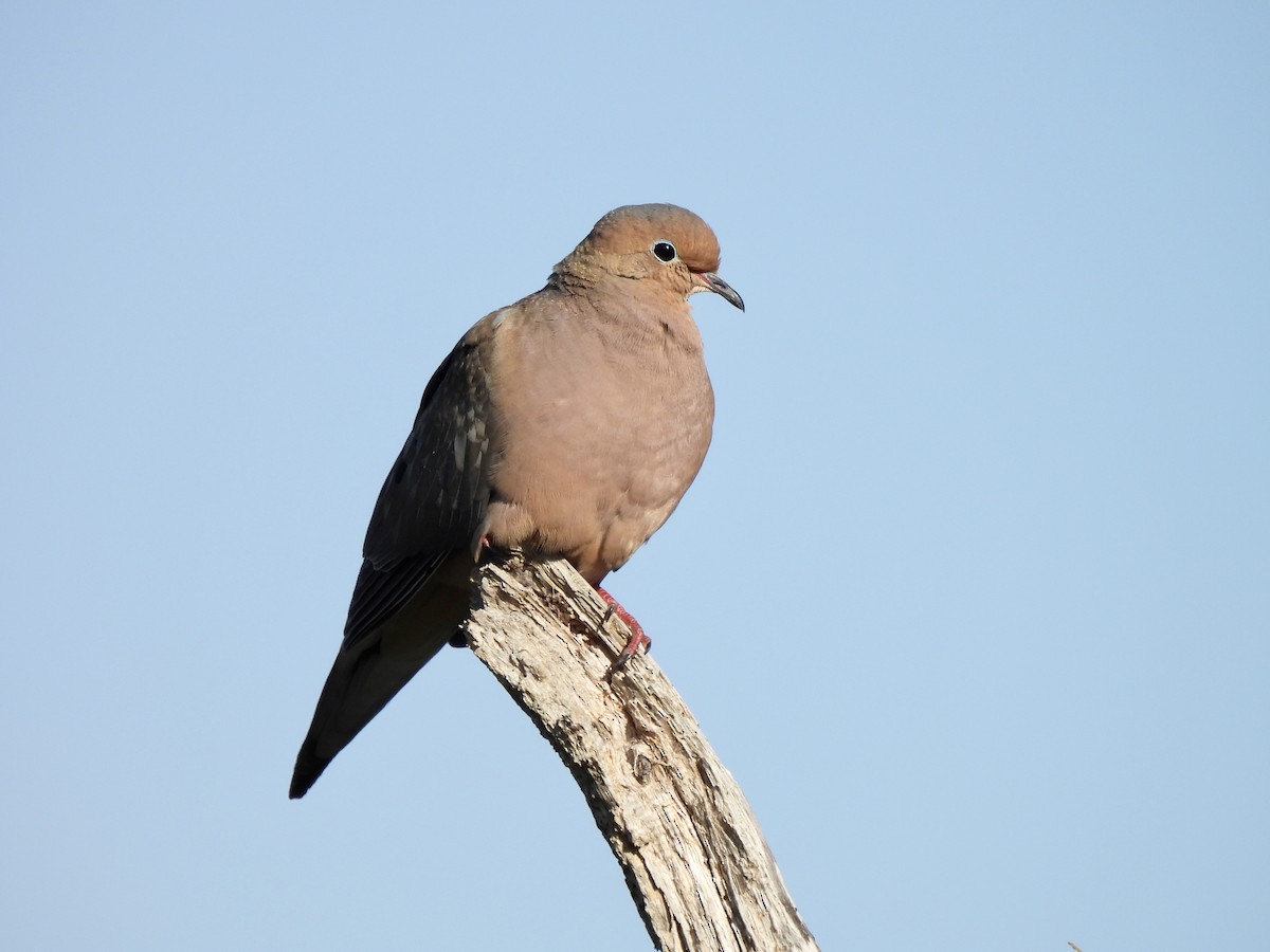 Mourning Dove - ML553828621