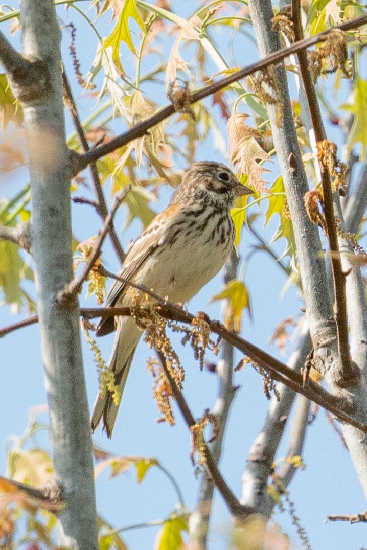 Vesper Sparrow - ML553828941