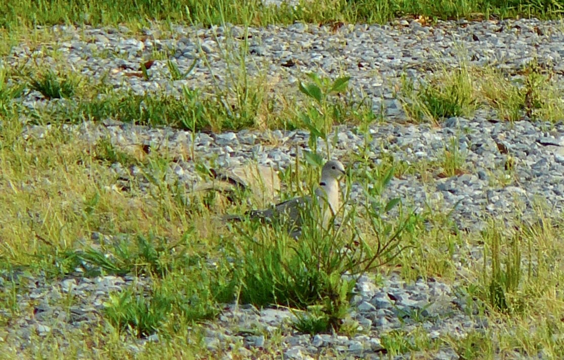 Eurasian Collared-Dove - ML553831471