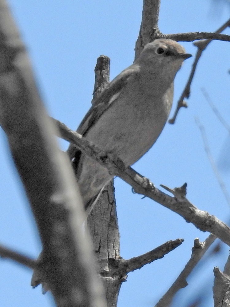 Townsend's Solitaire - David Bygott