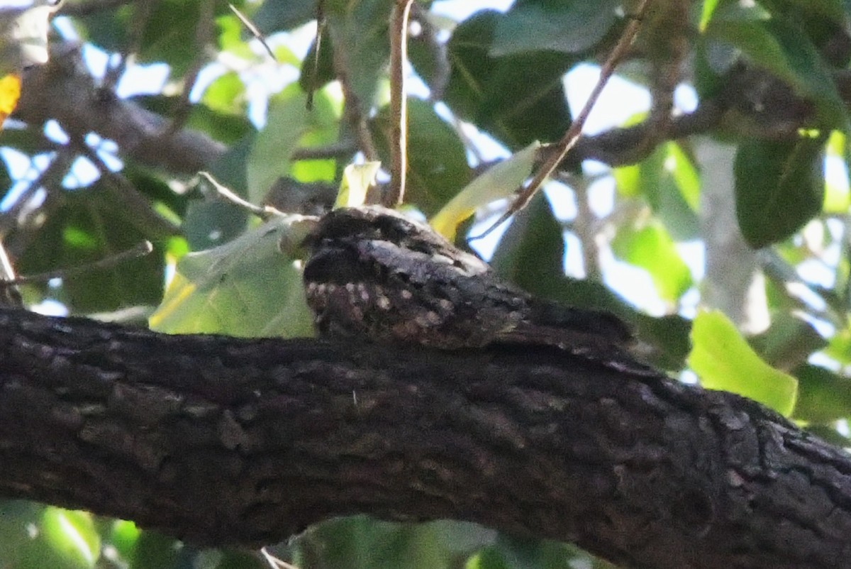 Jungle Nightjar - ML553832101