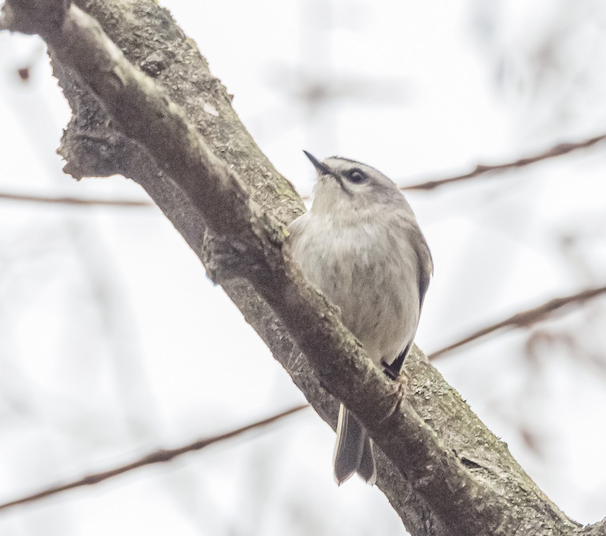 Golden-crowned Kinglet - ML553832721