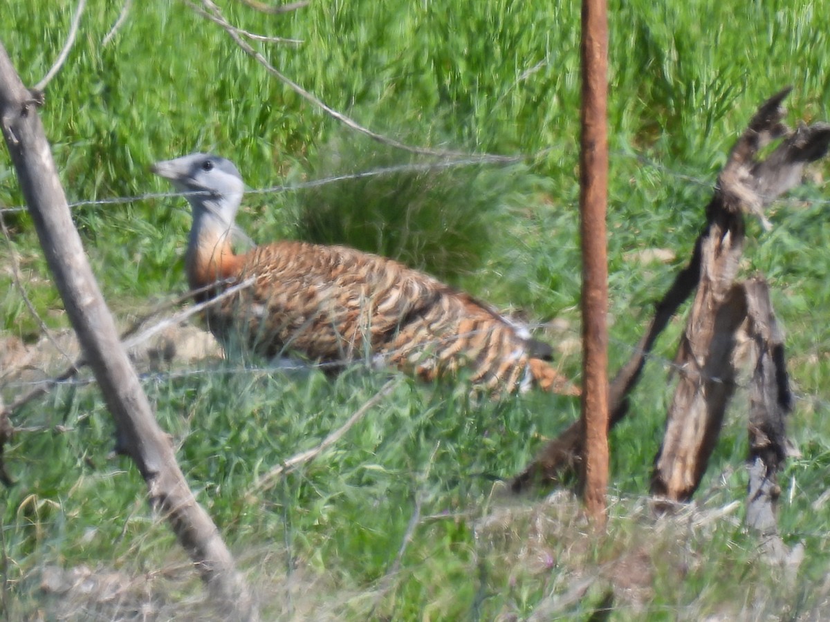 Great Bustard - ML553832911