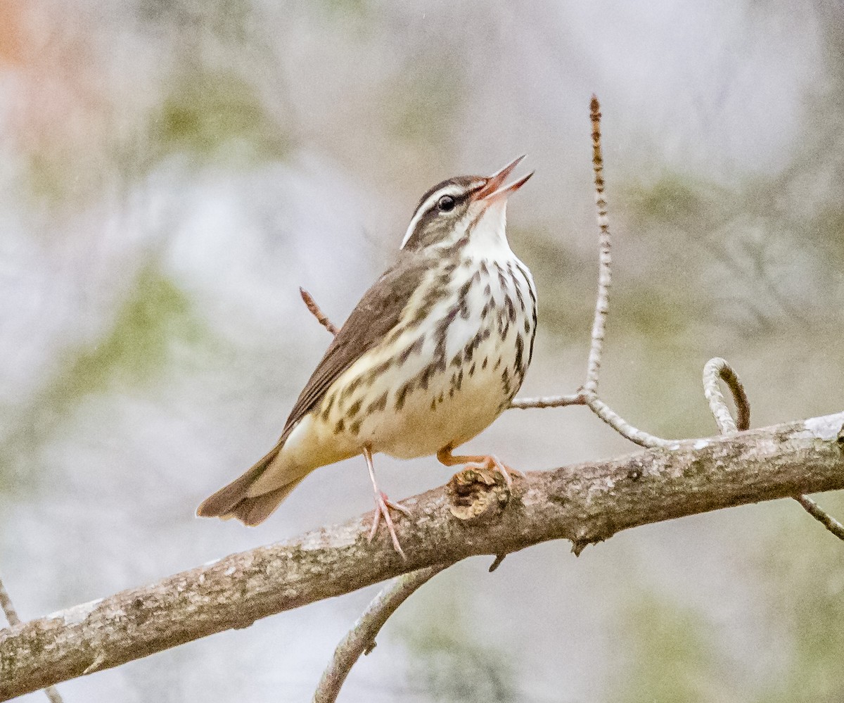 Louisiana Waterthrush - ML553833831