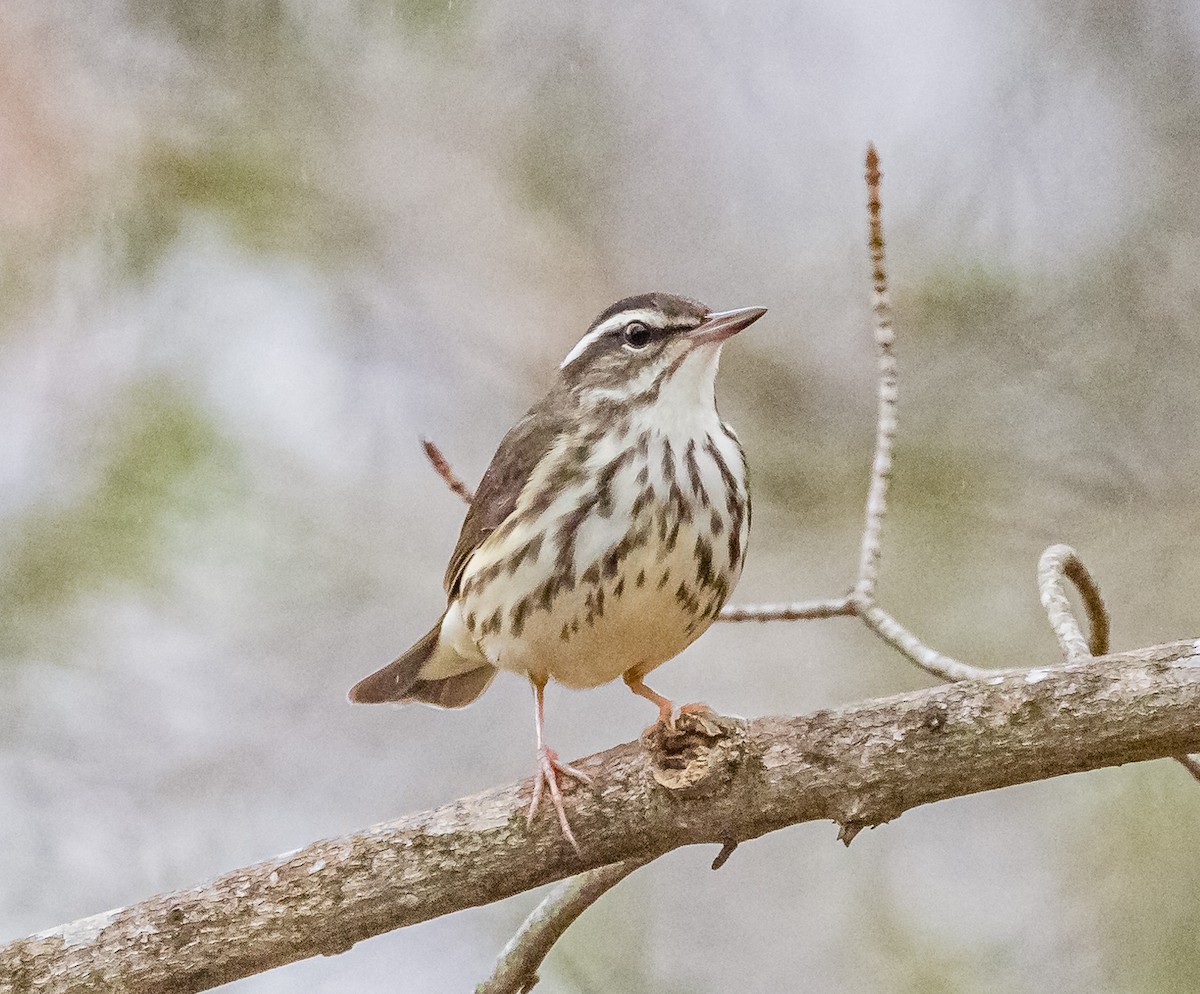 Louisiana Waterthrush - ML553833841