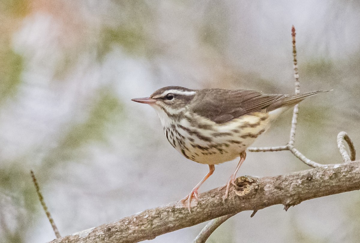 Louisiana Waterthrush - ML553833991