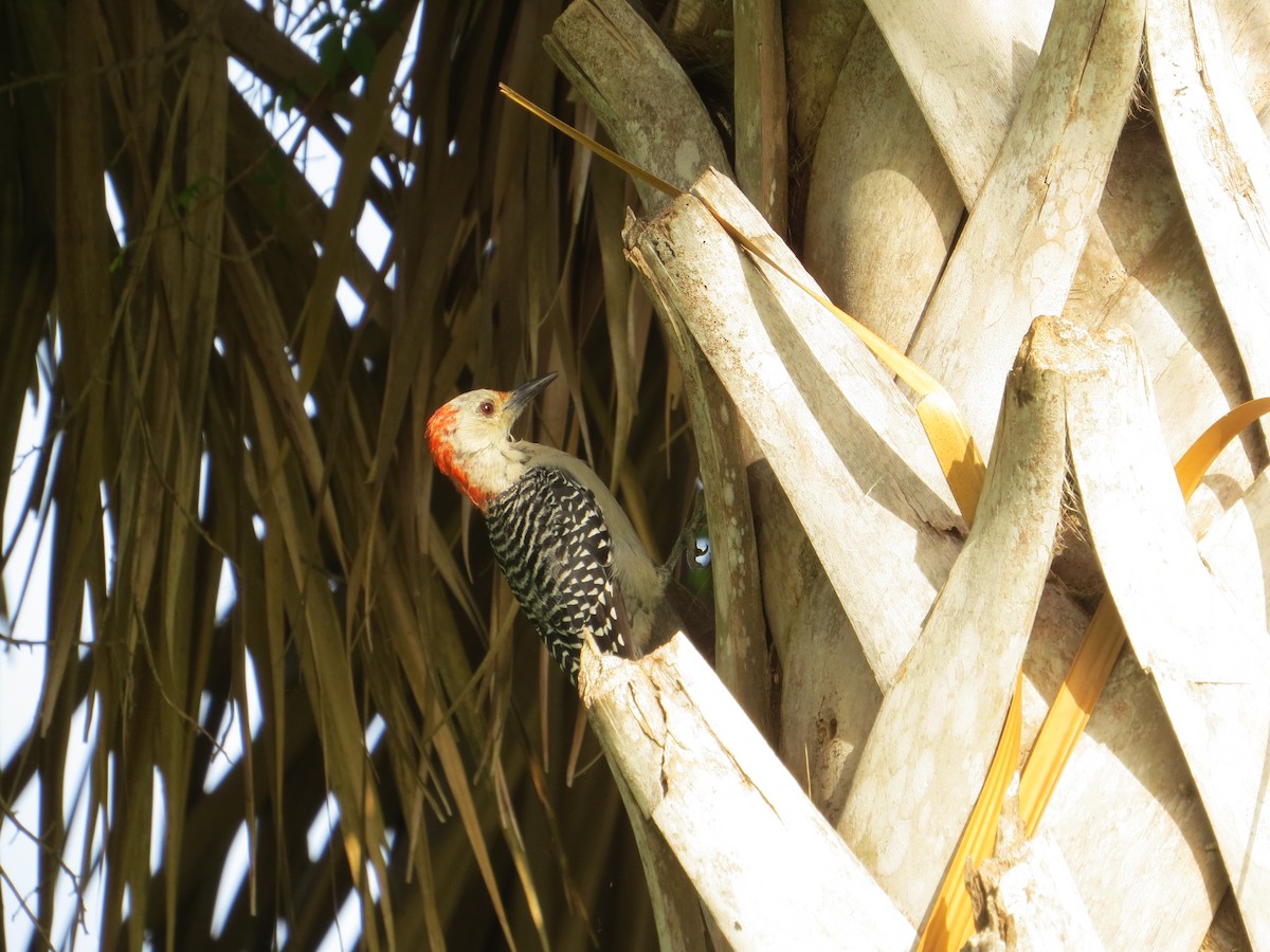 Red-bellied Woodpecker - ML553834011