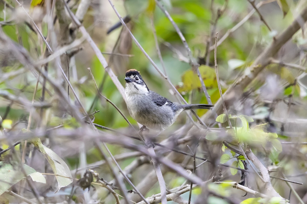 White-winged Brushfinch (White-winged) - ML553834381