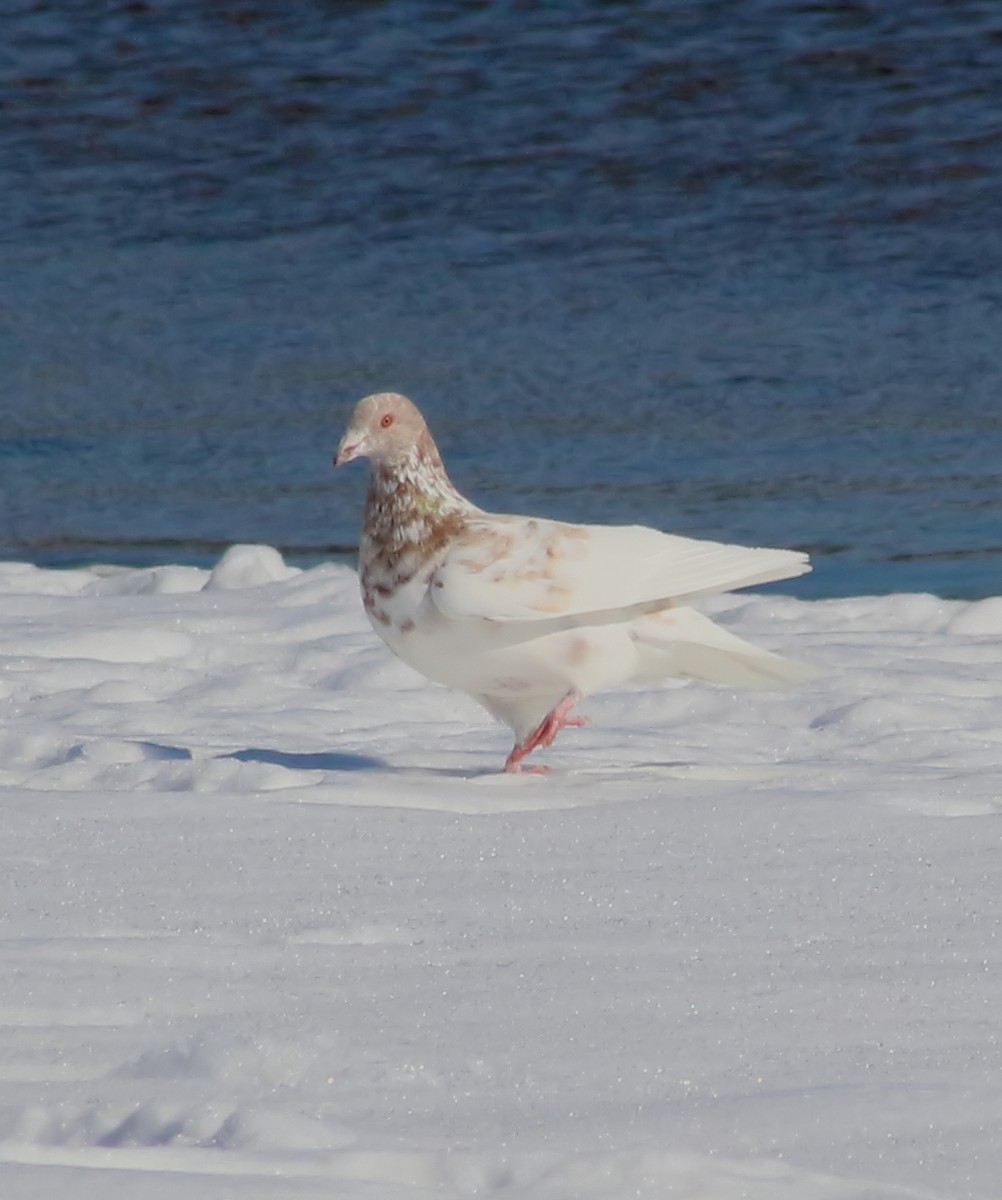 Rock Pigeon (Feral Pigeon) - ML55383471