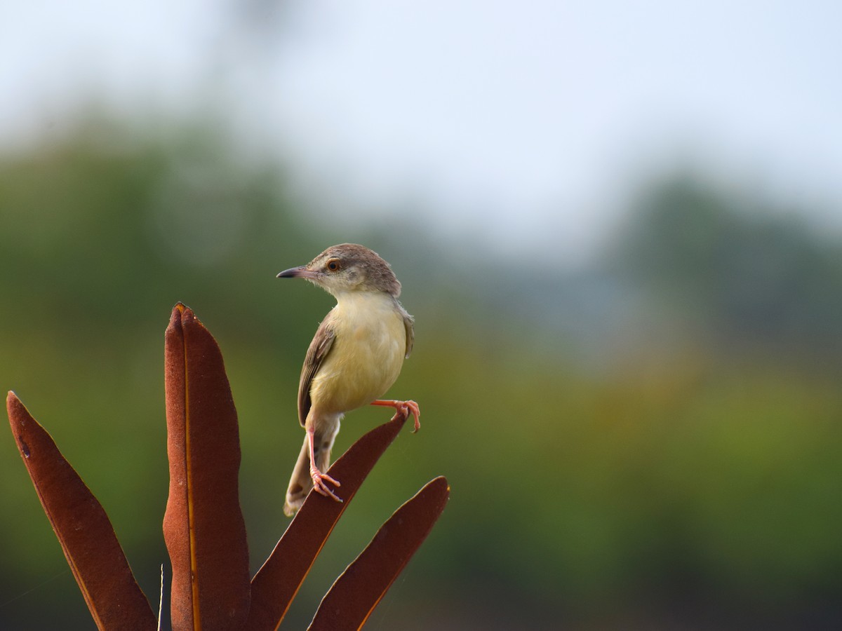 Plain Prinia - ML553834951