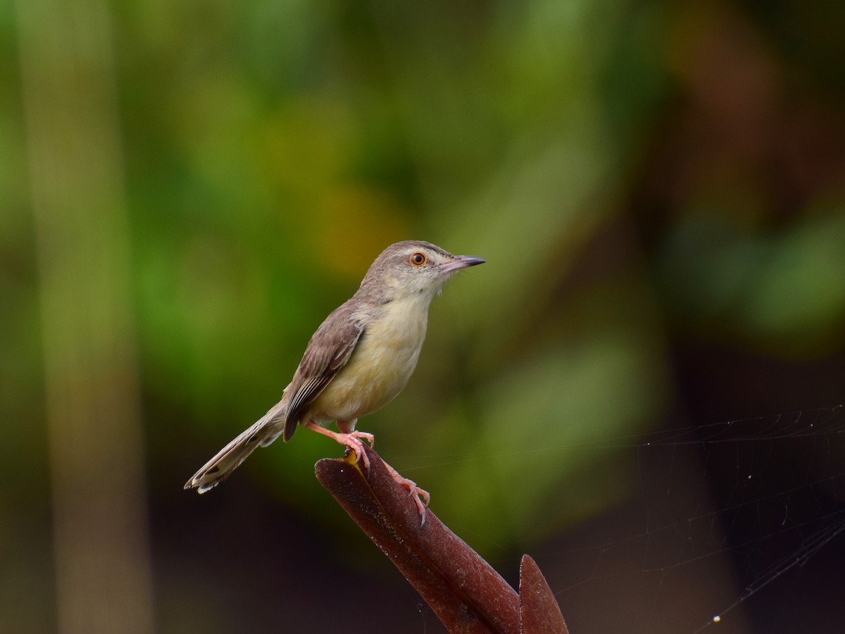 Plain Prinia - Christopher John Issac