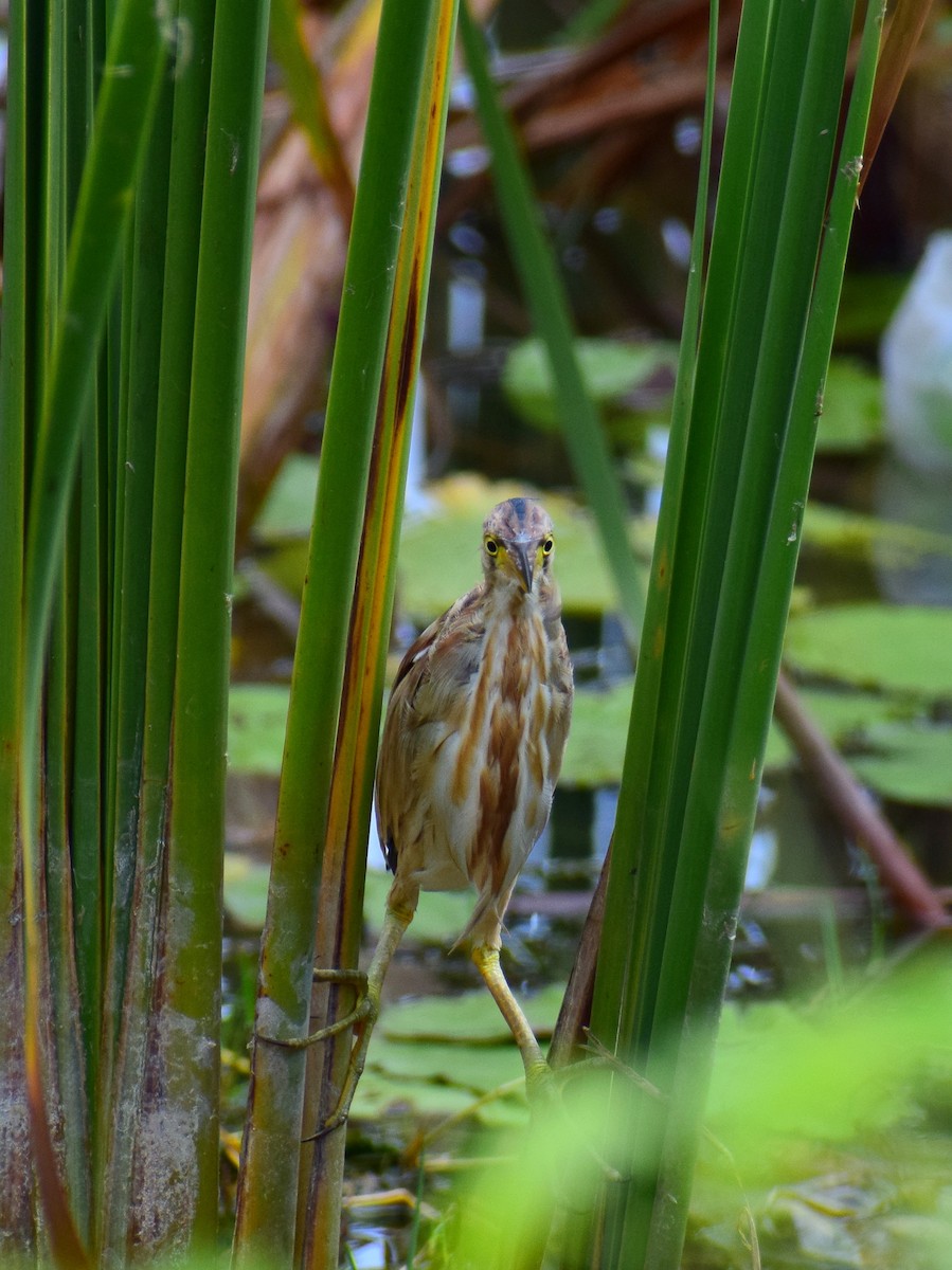 Yellow Bittern - ML553835311