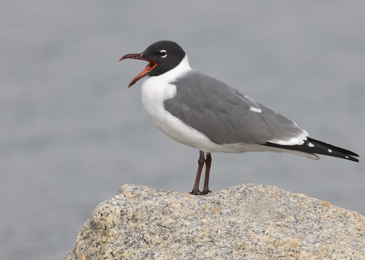 Laughing Gull - ML553835331