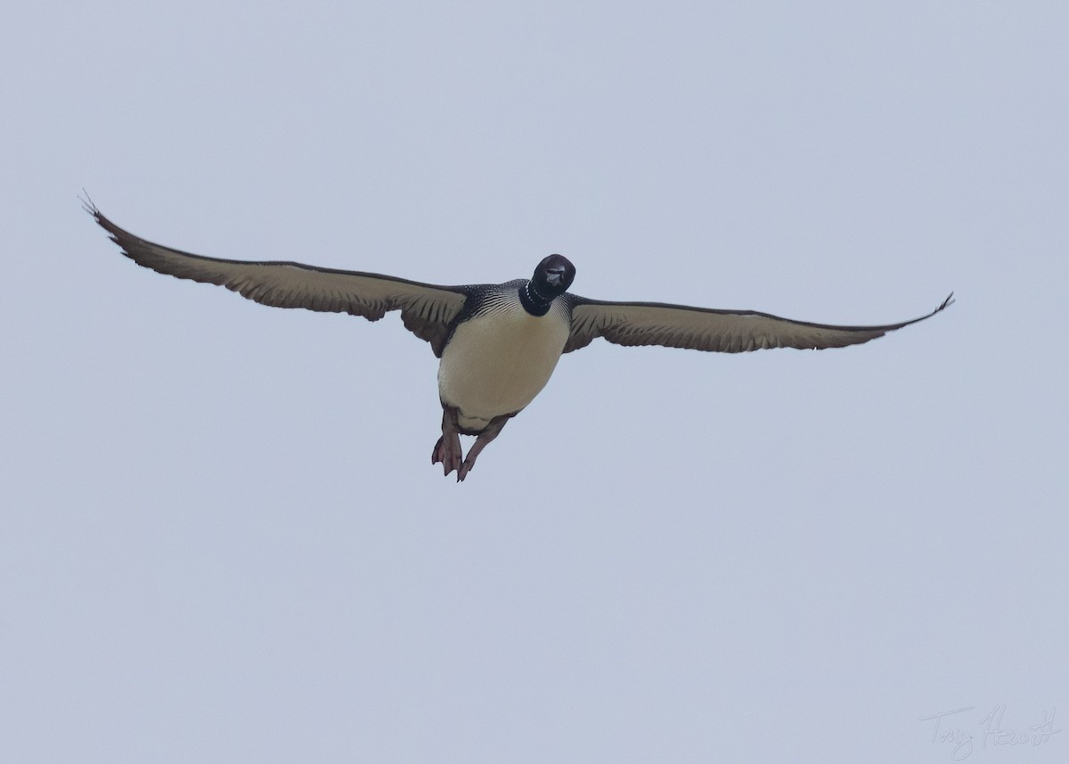 Common Loon - ML553835581