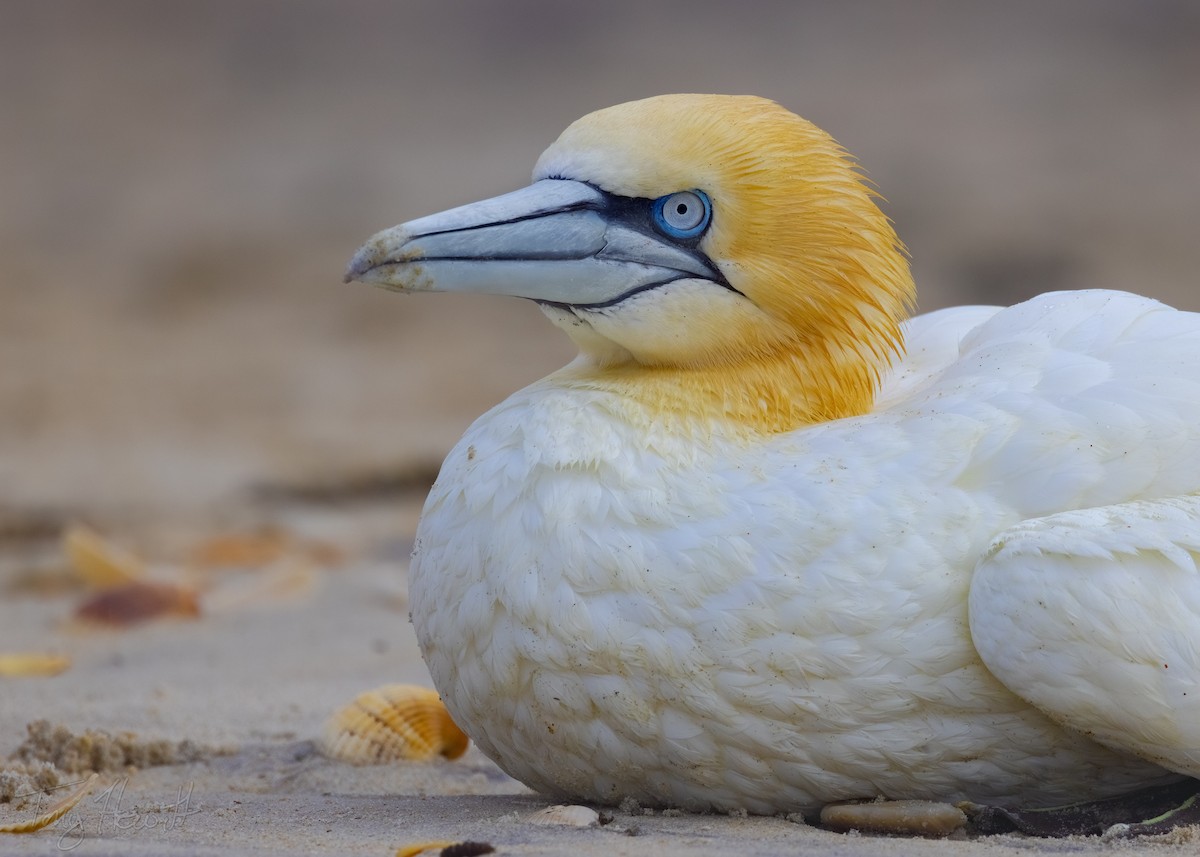 Northern Gannet - ML553835801