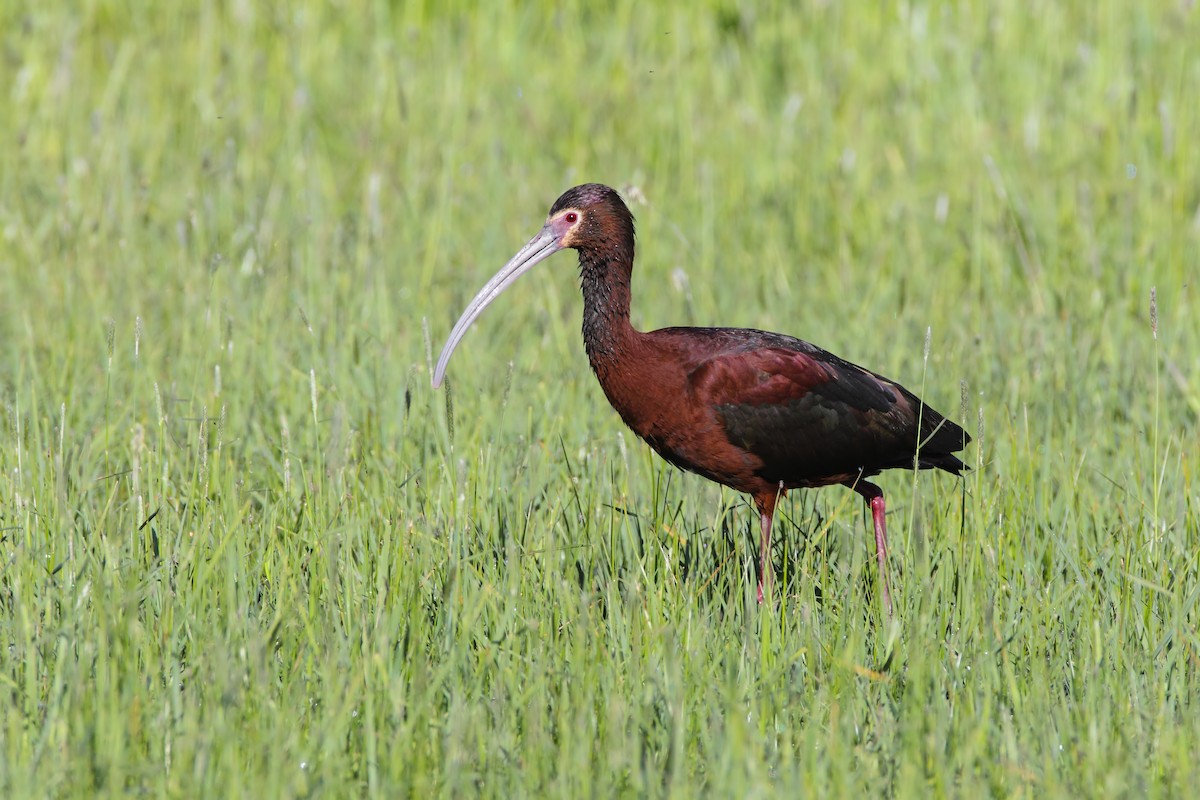 White-faced Ibis - ML553836581