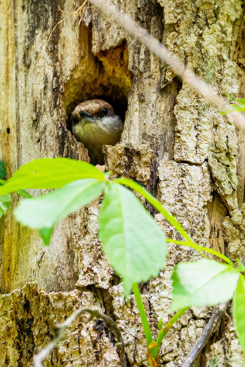 Brown-headed Nuthatch - ML553837381