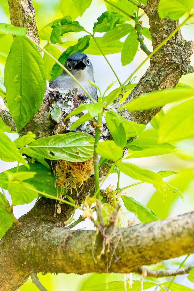 Blue-gray Gnatcatcher - ML553837431