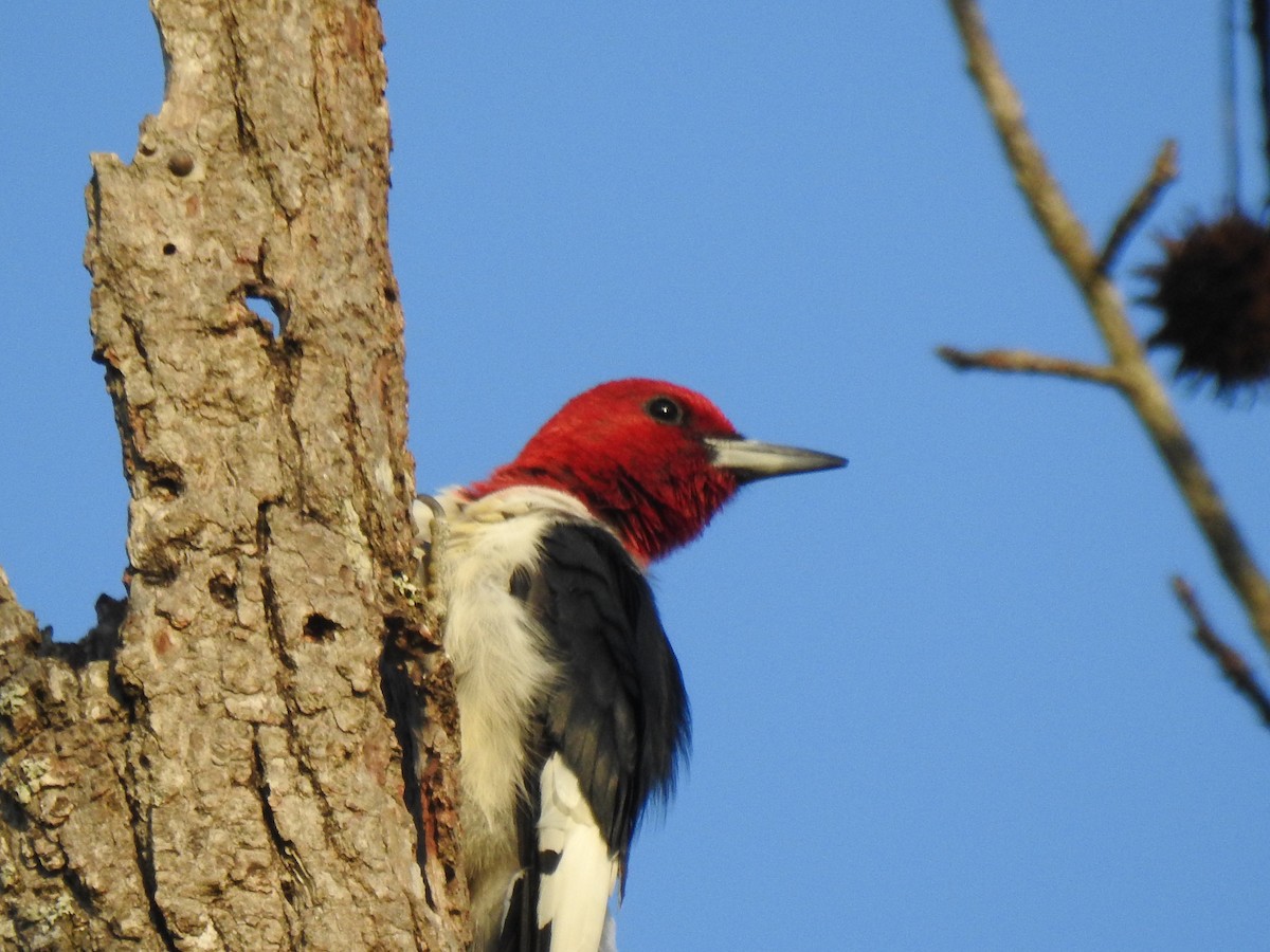 Red-headed Woodpecker - ML553837511