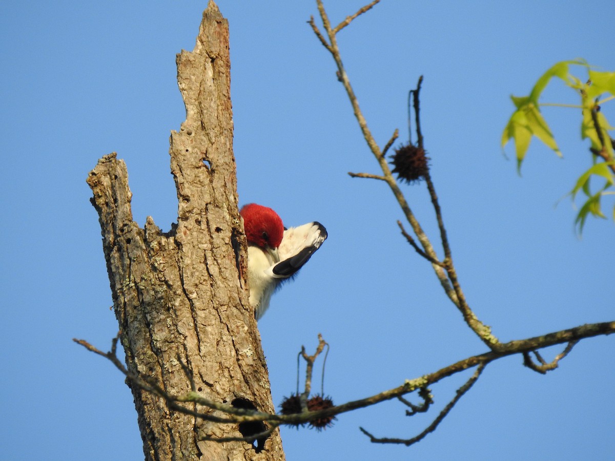 Red-headed Woodpecker - ML553837521