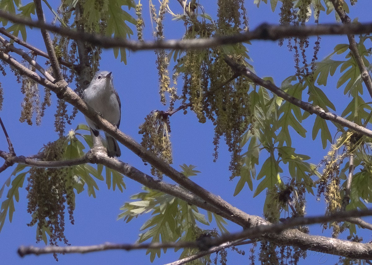 Blue-gray Gnatcatcher - ML553837701