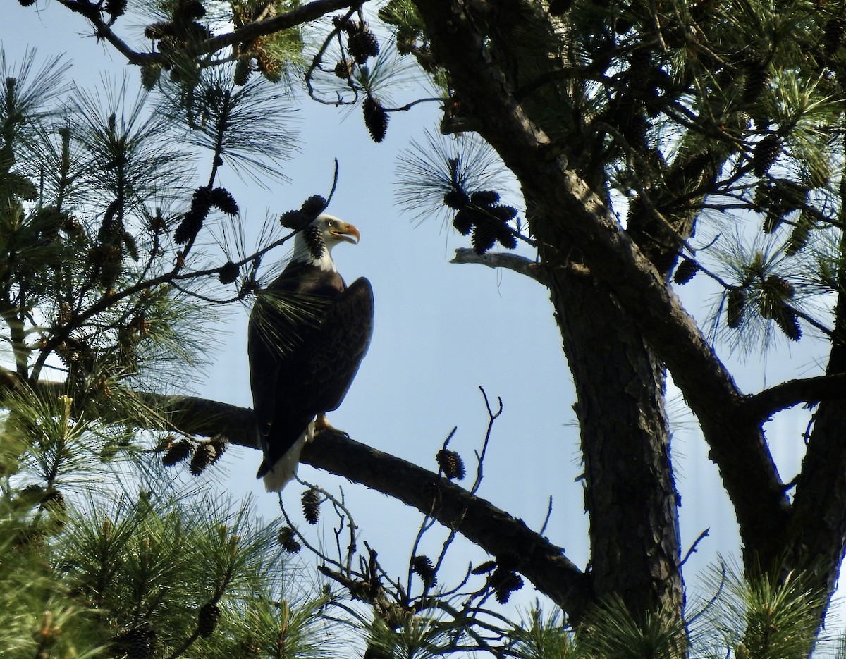 Weißkopf-Seeadler - ML553837801