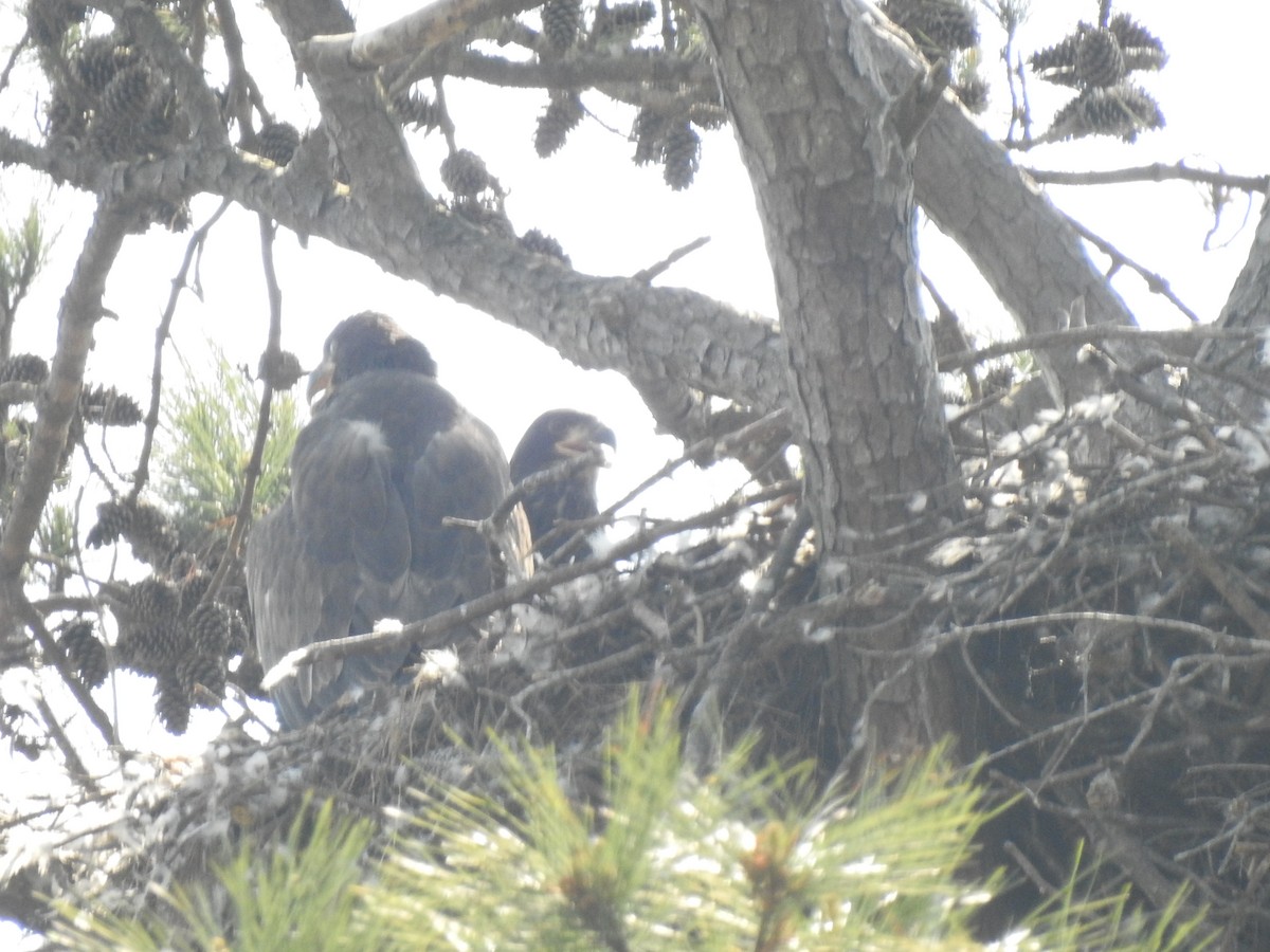 Bald Eagle - Nan Dewire