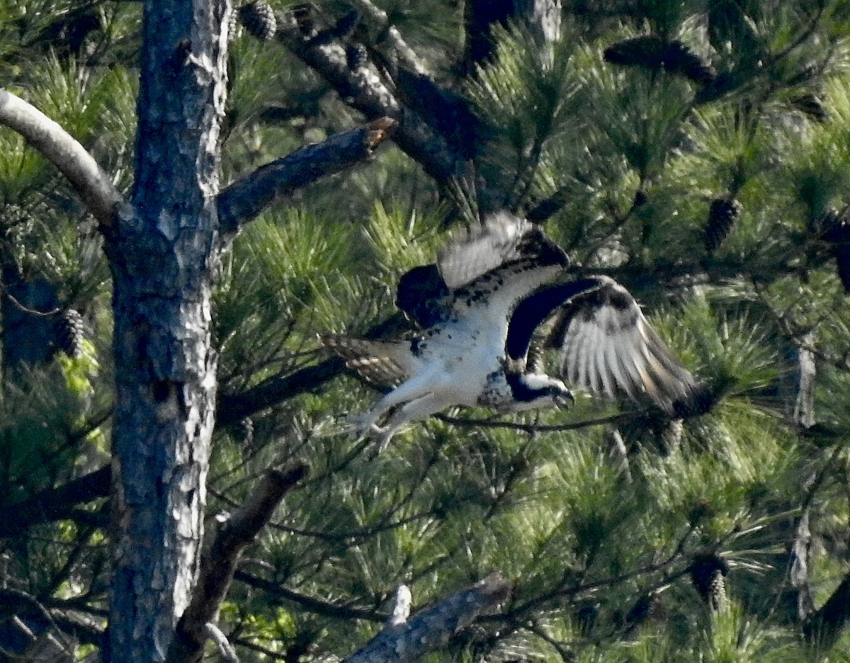 Águila Pescadora - ML553837881