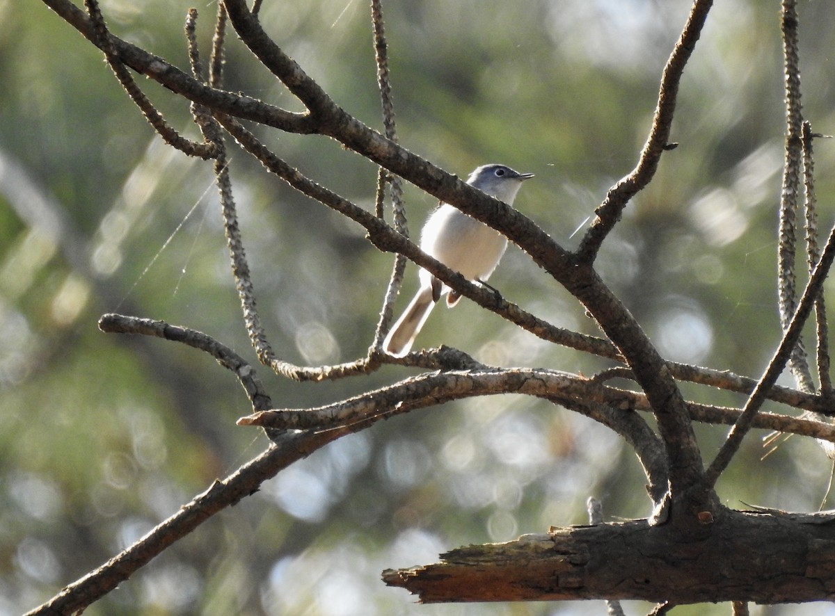 Blue-gray Gnatcatcher - ML553838031