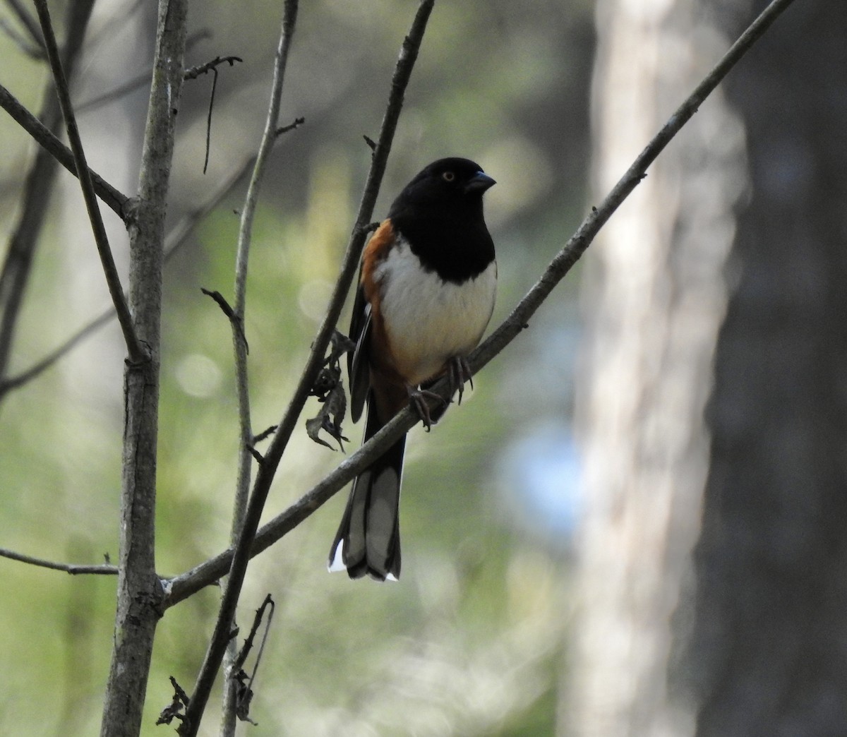 Eastern Towhee (Red-eyed) - ML553838131